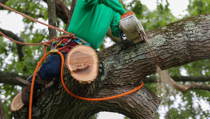 A tree being trimmed in Aspen, CO.