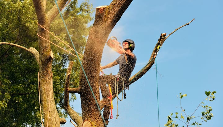 A tree trimming expert chopping down a tree in Aspen, CO.