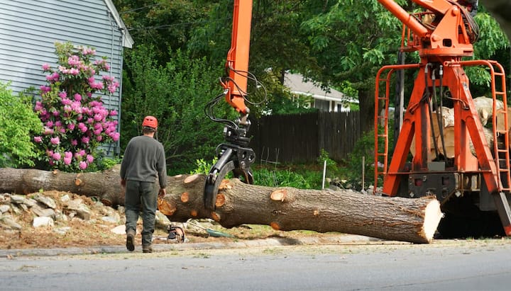 A tree knocked over by tree trimming professionals in Aspen, CO.