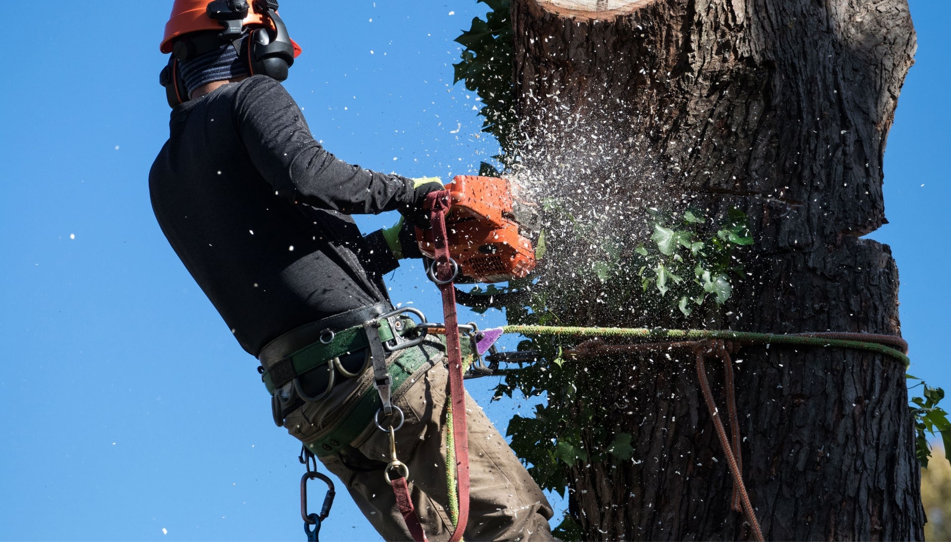 A tree trimming expert chopping a tree in Aspen, CO.